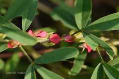Indigofera trifoliata var. duthiei